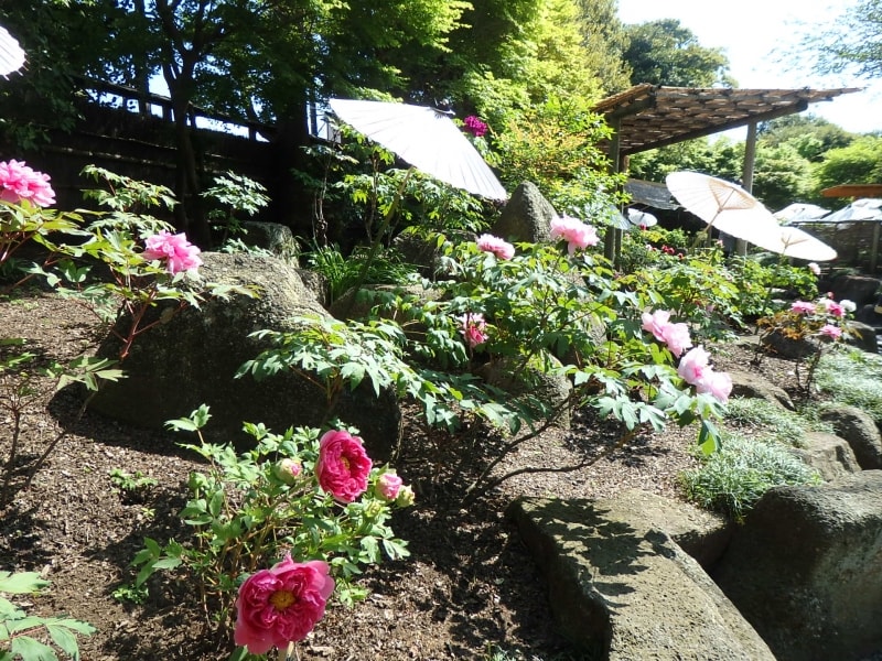 鶴岡八幡宮神苑ぼたん庭園に咲くぼたん