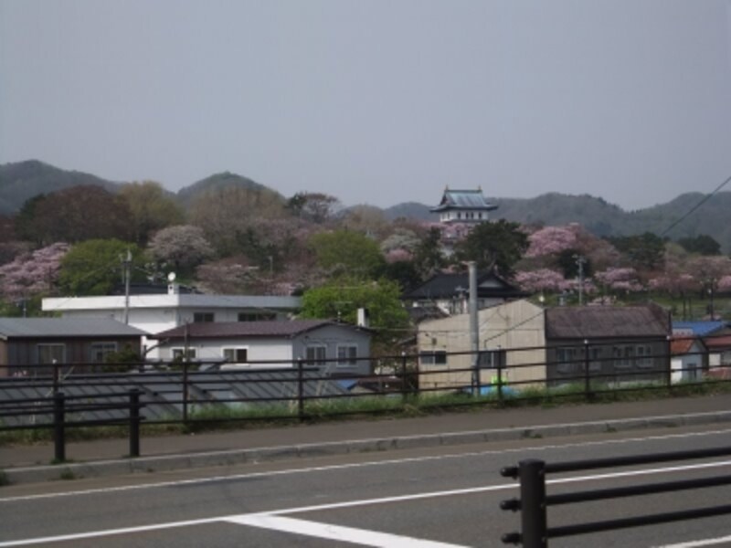 松前城の桜（3）
