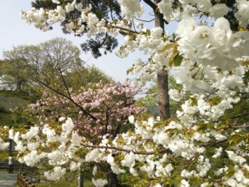 松前城の桜（5）