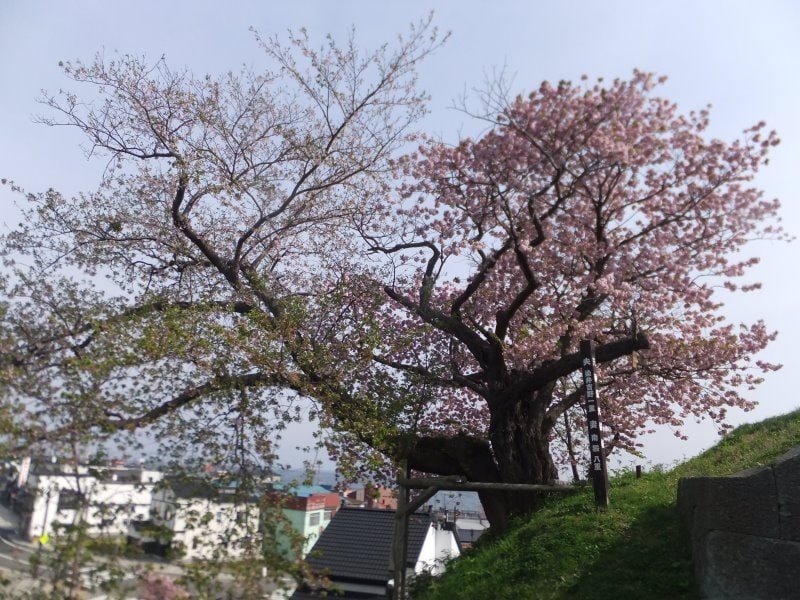 松前城の桜(4)/夫婦桜