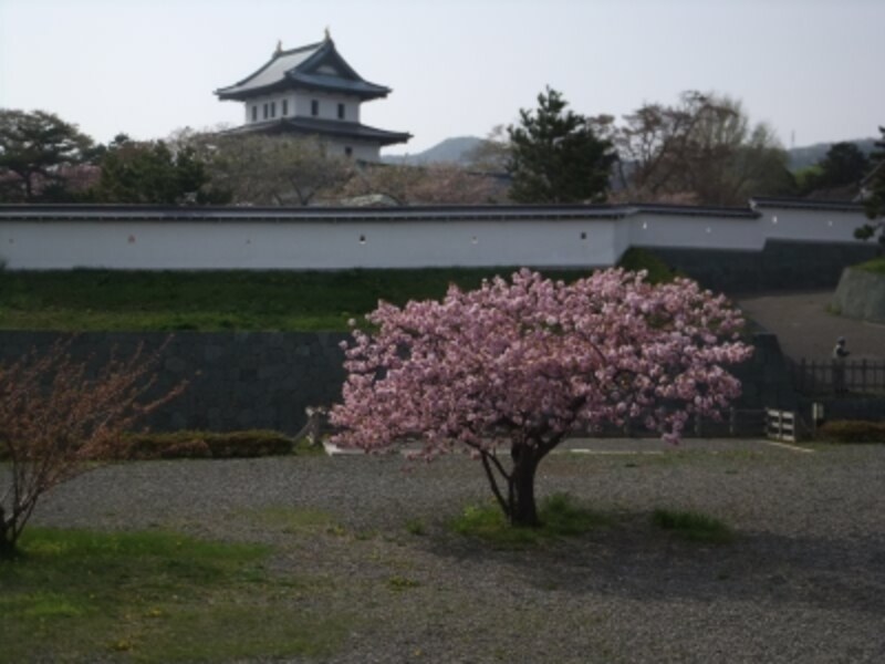 松前城の桜（6）