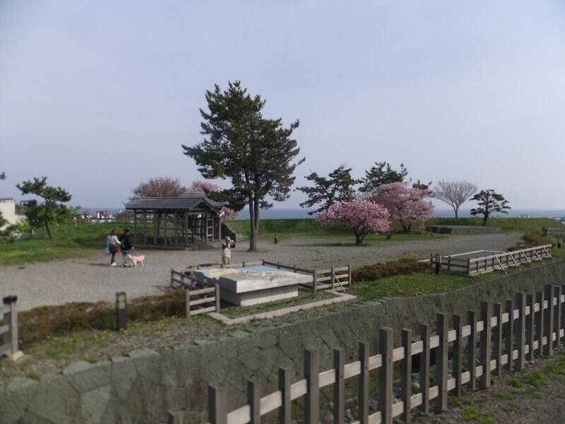 松前城の桜(7)
