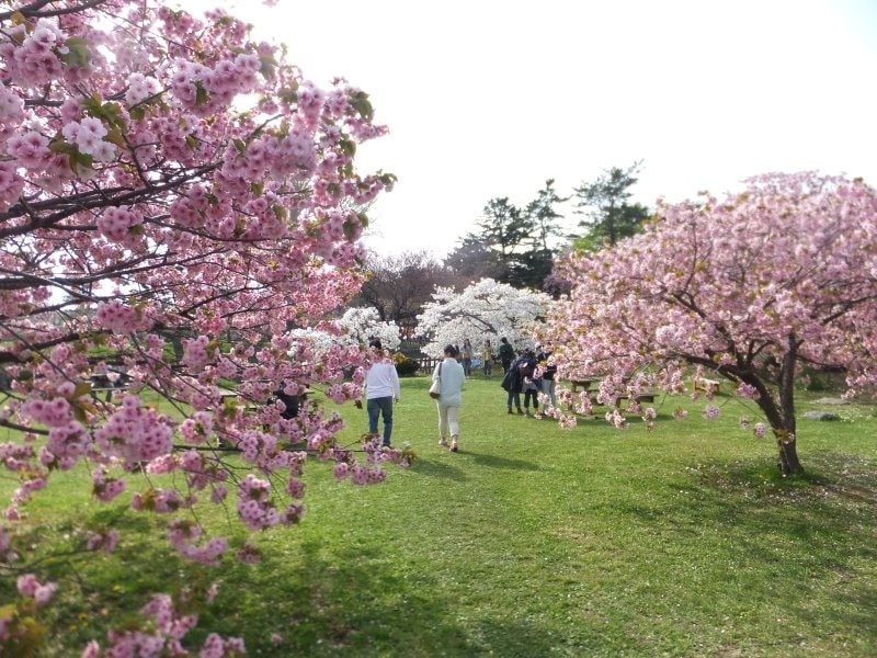 松前城の桜(8)