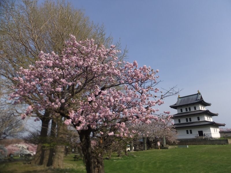 松前城の桜（1）