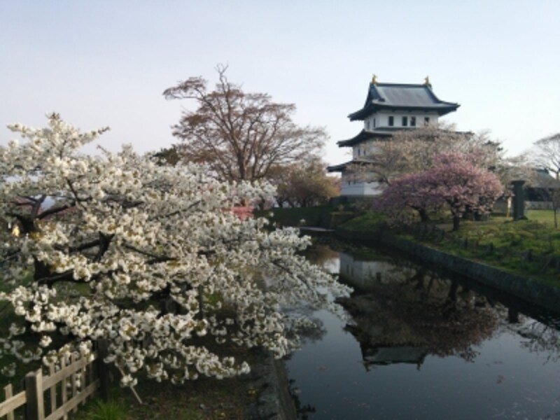 松前城の桜（9）