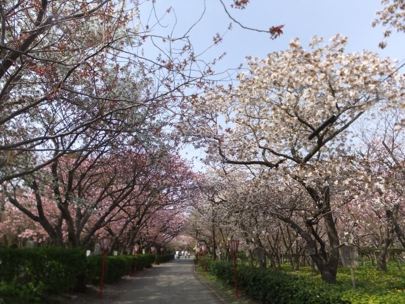 松前公園の桜(2)