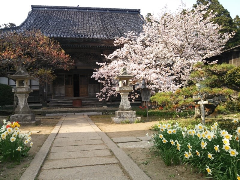 松前公園の桜(3)/龍雲院・蝦夷霞桜