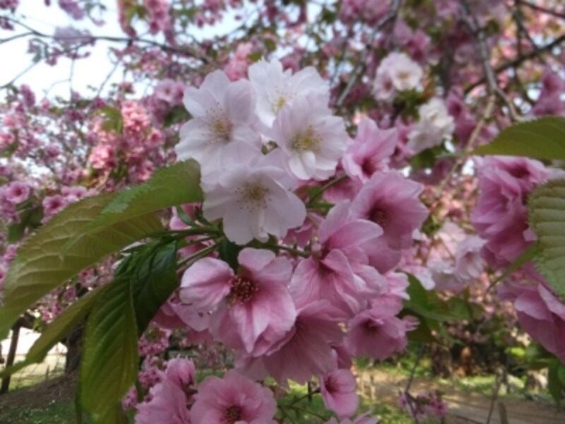 松前公園の桜（1）