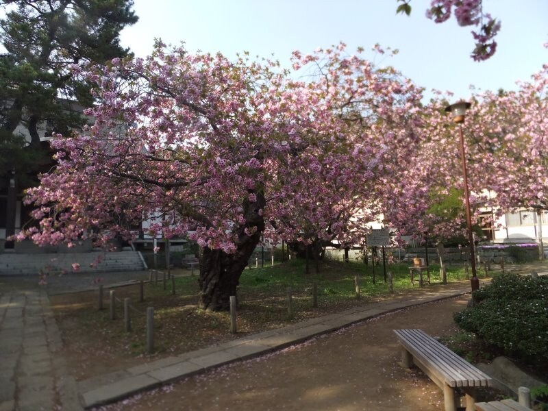 松前公園の桜(4)/光善寺・血脈桜