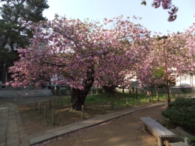 松前公園の桜（4）／光善寺・血脈桜