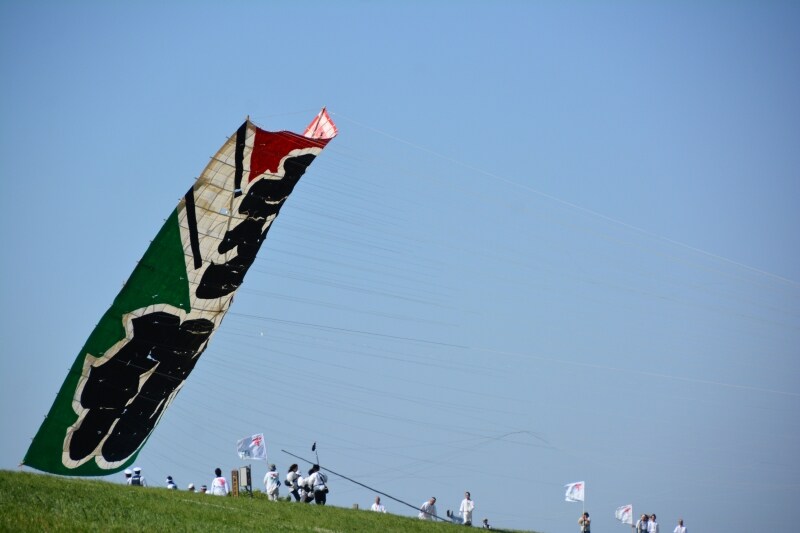 土手から風を受けて舞い上がる大凧