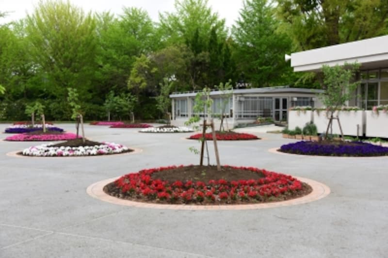 第一展示場横の池を埋め立てて新設した「玉縄桜広場」。園内の他の場所から移植した木と若木が植えられた