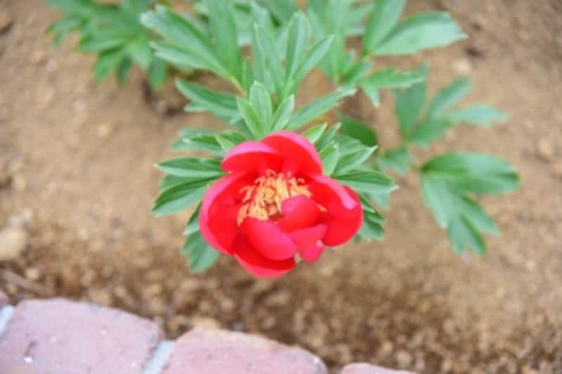 大船系のシャクヤク「照眼紅(ショウガンコウ)」。シャクヤクはボタン科の植物だ