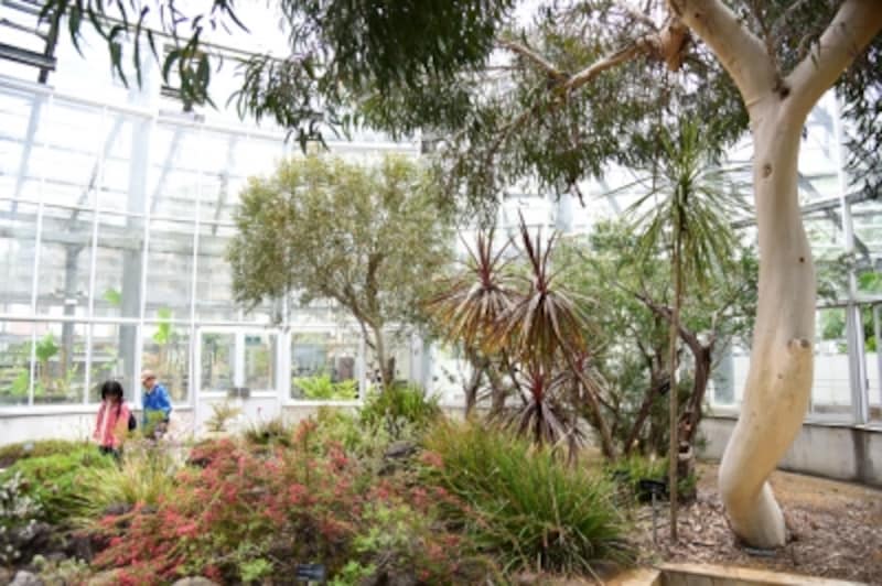 「鑑賞温室」の内部