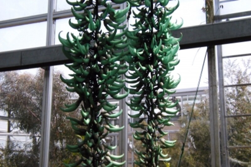 ヒスイカズラの花(昨年以前に撮影)。今年は花を付けなかった