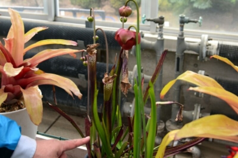 食虫植物のサラセニア