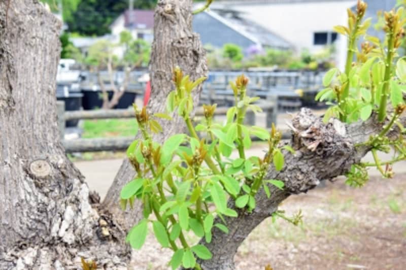 国内では沖縄で見られるデイゴ。新芽が出ており、夏には花を咲かせるだろうという