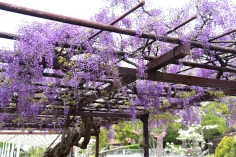 4月17日訪問時、フジが見頃を迎えていた