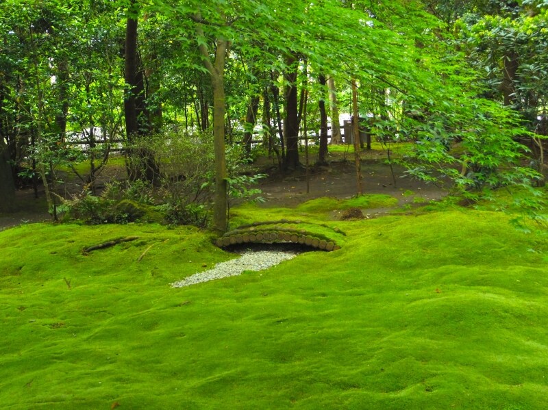 野宮神社のじゅうたん苔