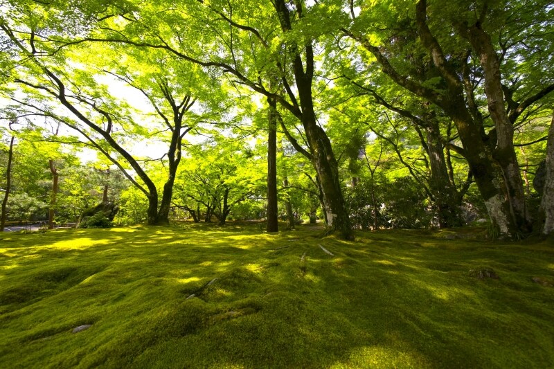 宝厳院の苔庭