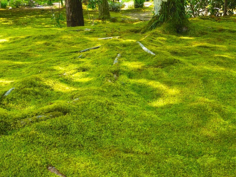 宝厳院の苔庭
