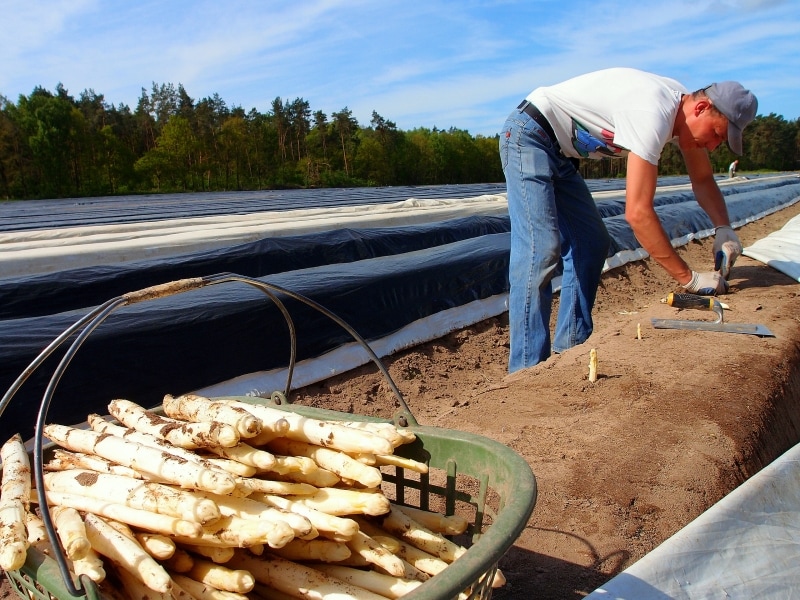 シュパーゲル畑