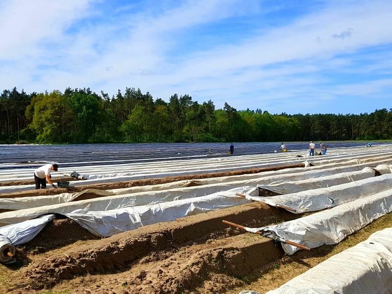 シュパーゲル畑１