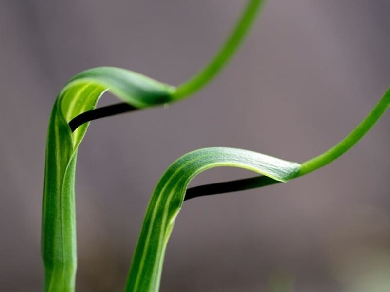 半夏は烏柄杓の異名で、その姿が柄杓のようにみえることからその名がつきました