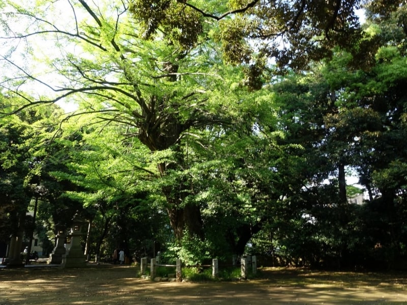 赤坂氷川神社の大木からはパワーを感じる