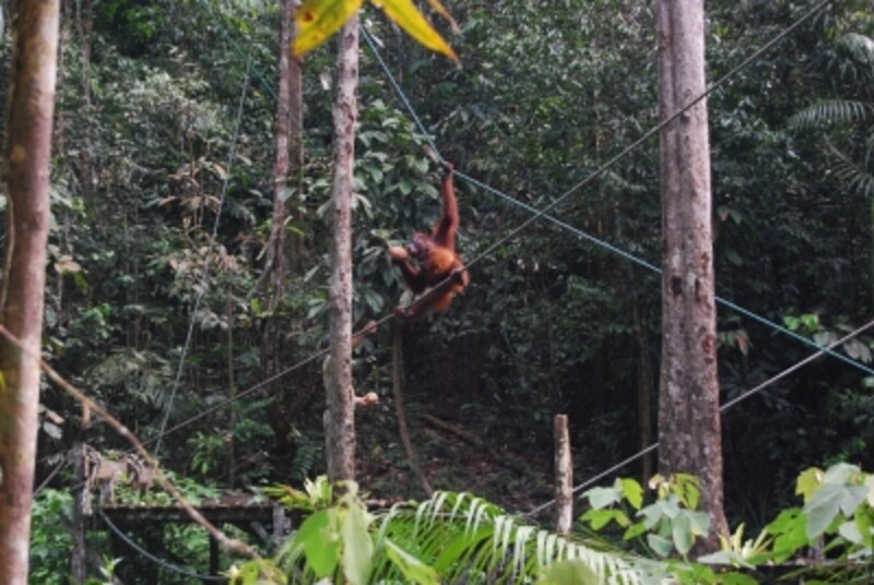 クチン、セメンゴ