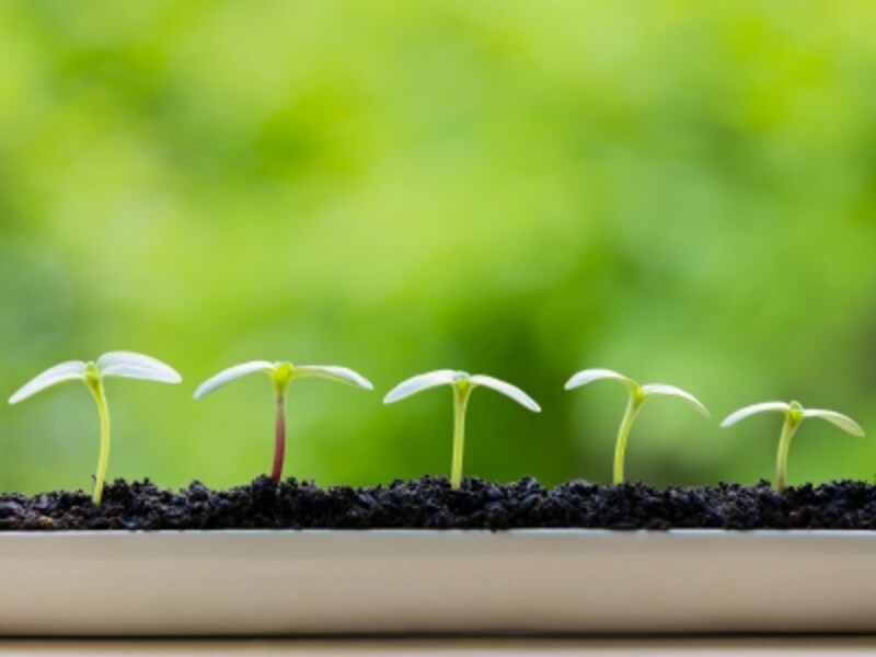 ひまわり(向日葵)は、初心者でも育てやすい植物