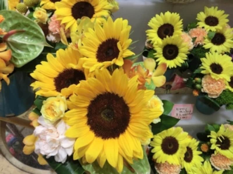 ひまわり 向日葵 の花言葉 種類別の意味 誕生花 ガーデニング 園芸 All About