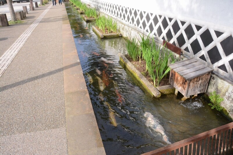 鯉のいる津和野の街並み