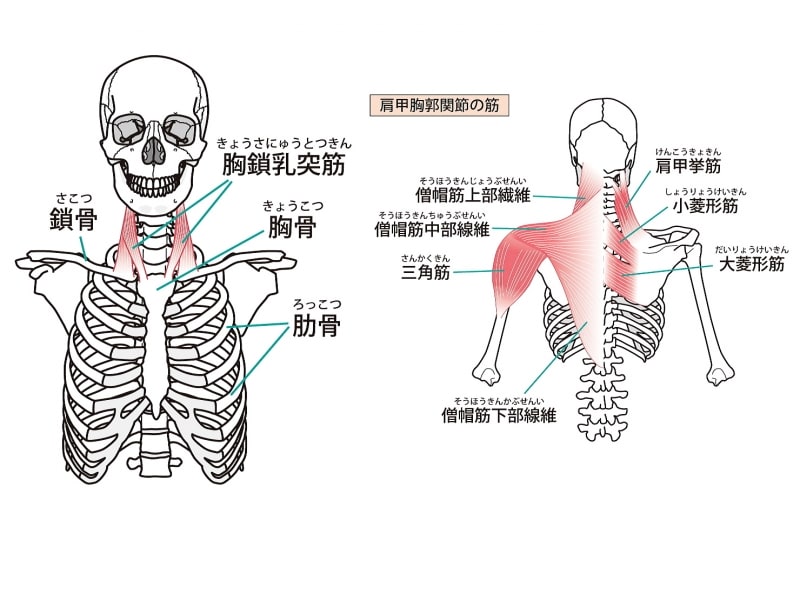 僧帽筋・解剖図