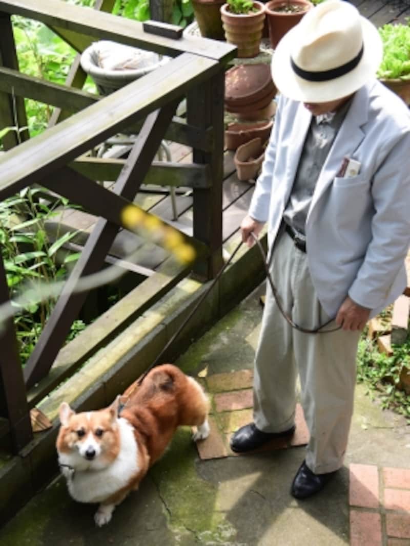 店長のボブ君は、ウエルッシュ・コーギー