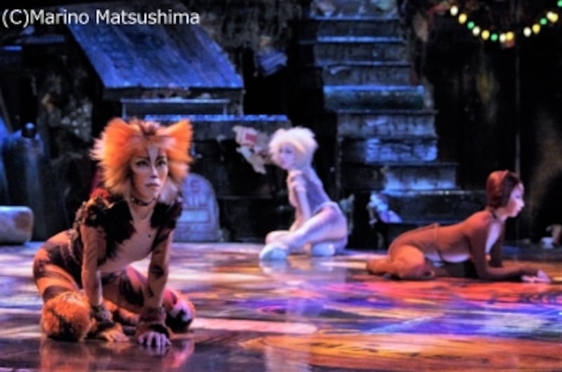 会見中、マイペースに佇む猫たち。(C)Marino Matsushima