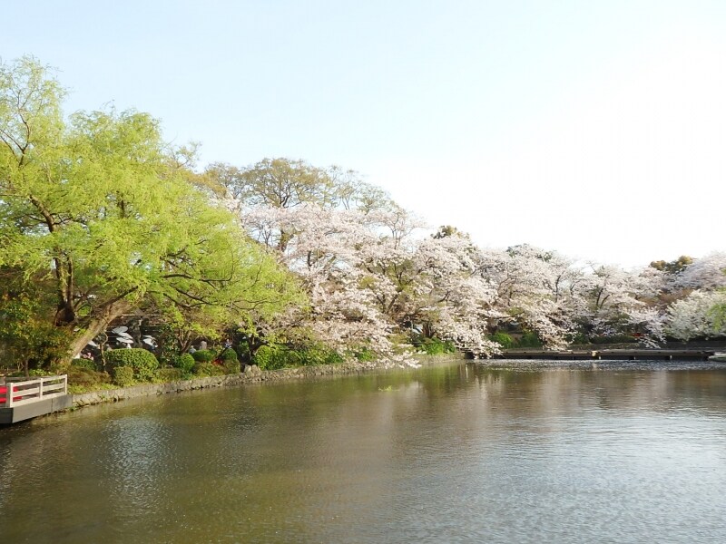 サクラ咲く源平池