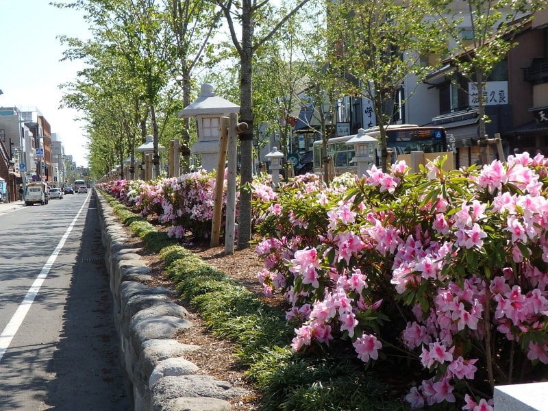 ツツジが彩る段葛