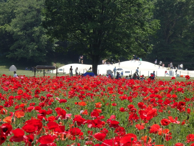 運動広場に接するポピーの花畑