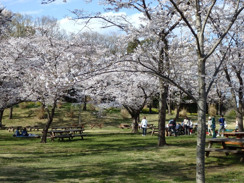 運動広場南側の花木園内の桜エリア