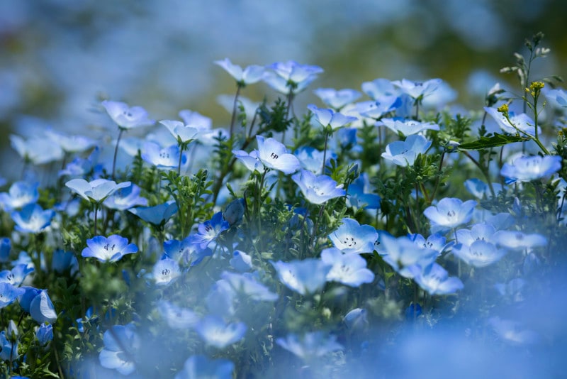 武蔵丘森林公園