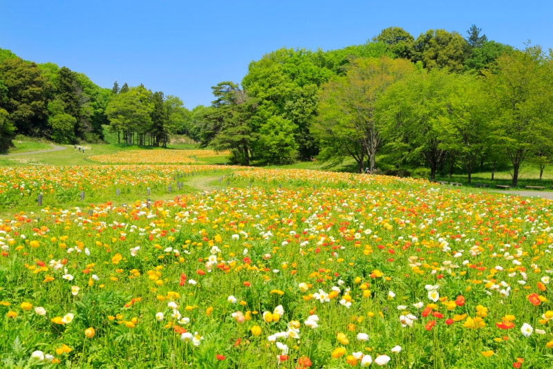 武蔵丘森林公園