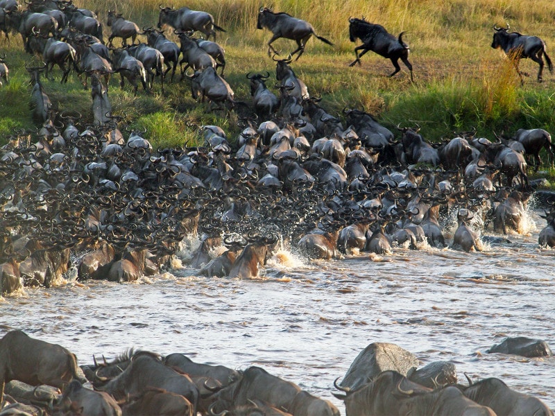 世界遺産「セレンゲティ国立公園」のヌーの大移動＝グレイト・ミグレーションの様子