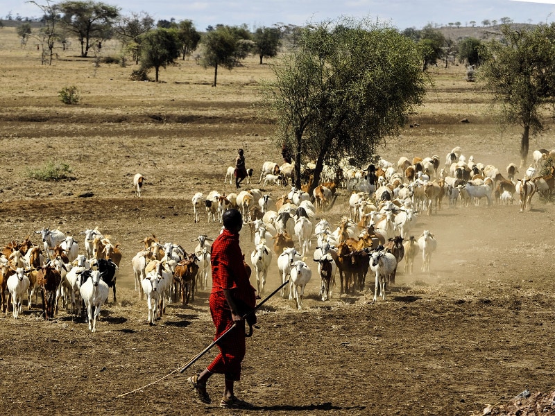 放牧を行うマサイ族