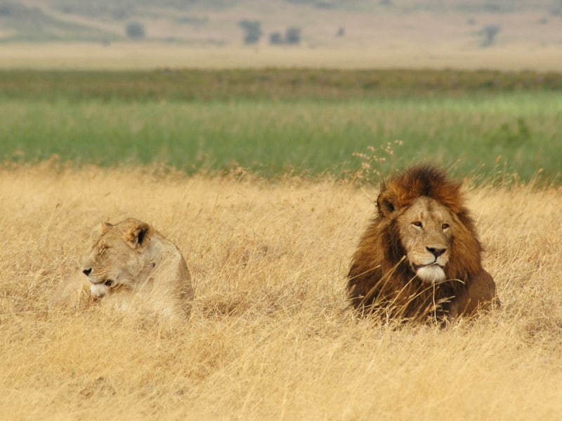 顔を並べたメスライオンとオスライオン