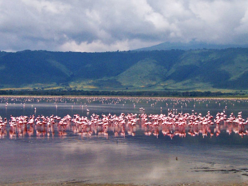 ンゴロンゴロ・クレーター内部、マガディ湖のフラミンゴ