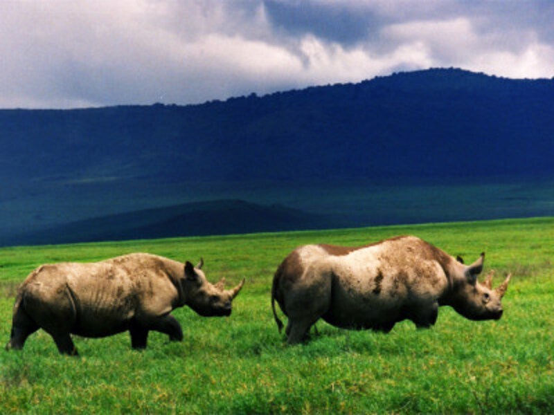 IUCNレッドリスト絶滅寸前種のクロサイ