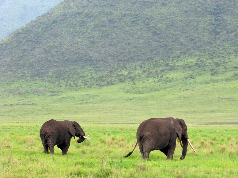 ンゴロンゴロ・クレーターのアフリカゾウ