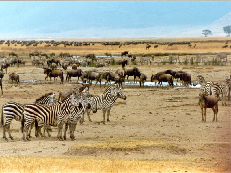 シマウマとヌー