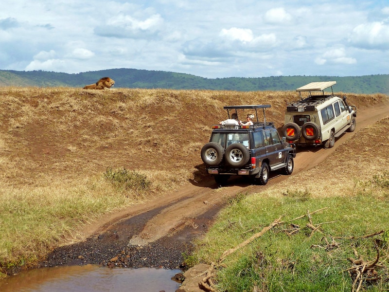 メスのライオンと4WD